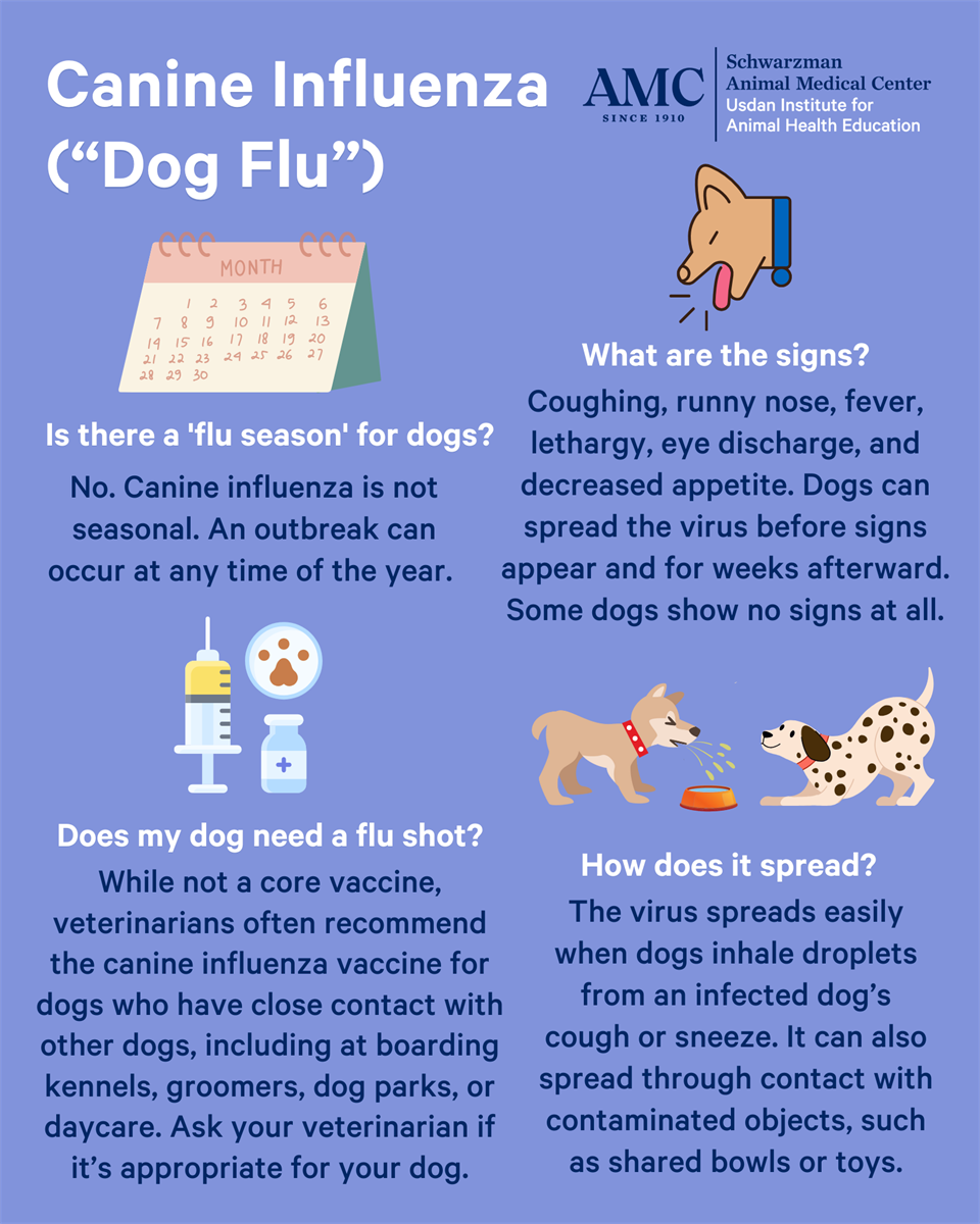 Canine Flu information by AMC